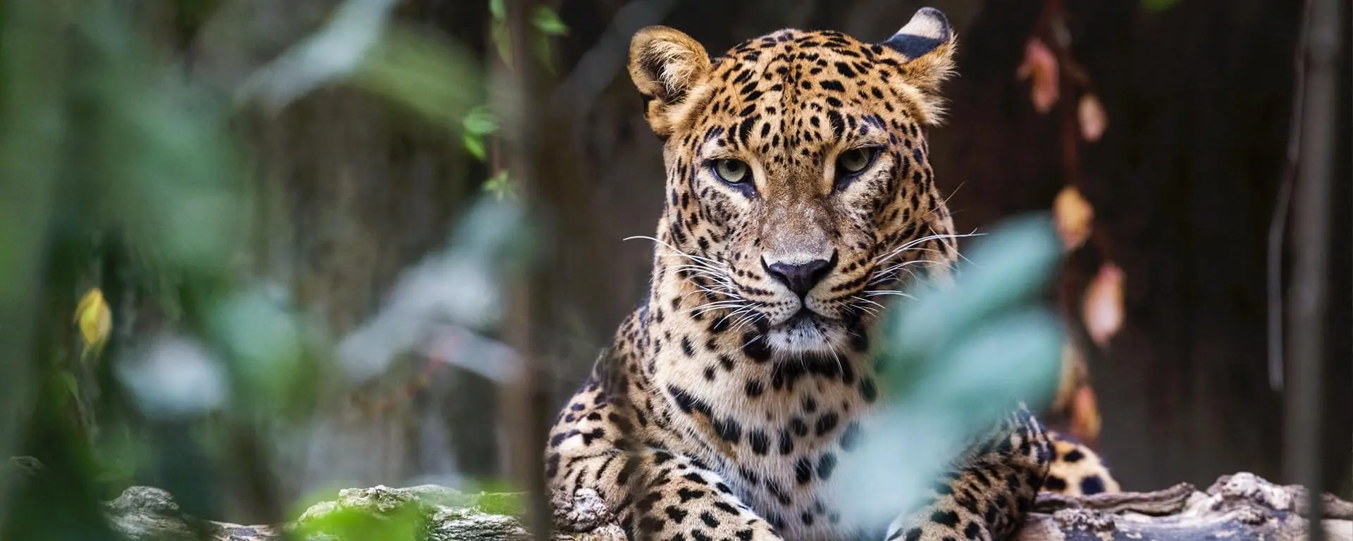 Untamed Wildlife