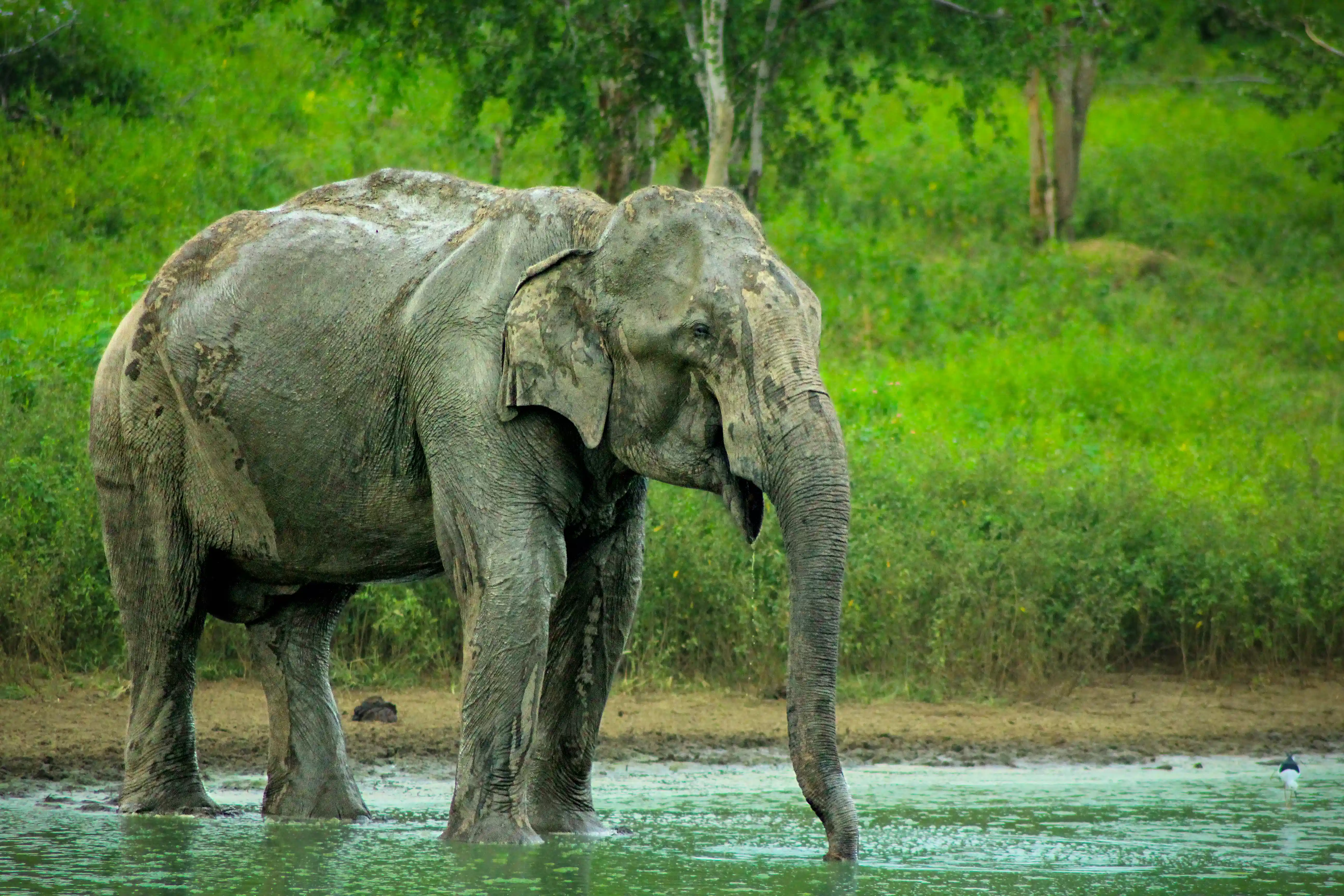Sri Lanka Grand Golf & Heritage Tour — photo 3