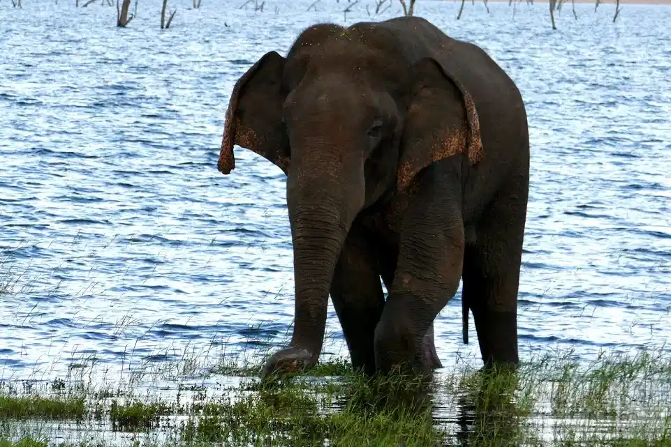 Wild Sri Lanka Expedition – An Ultimate Wildlife & Nature Adventure — photo 2