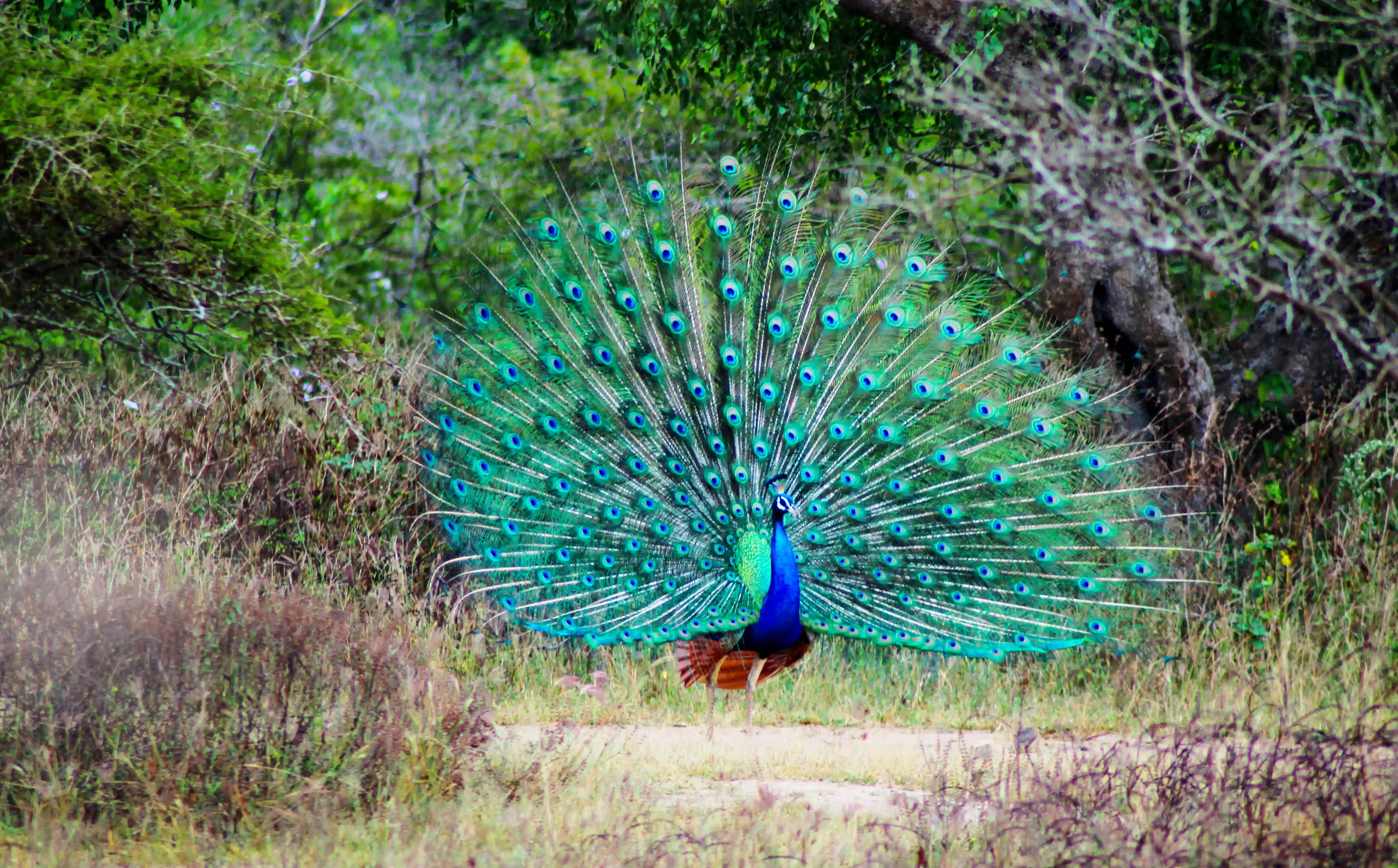Wild Sri Lanka Expedition – An Ultimate Wildlife & Nature Adventure — photo 4