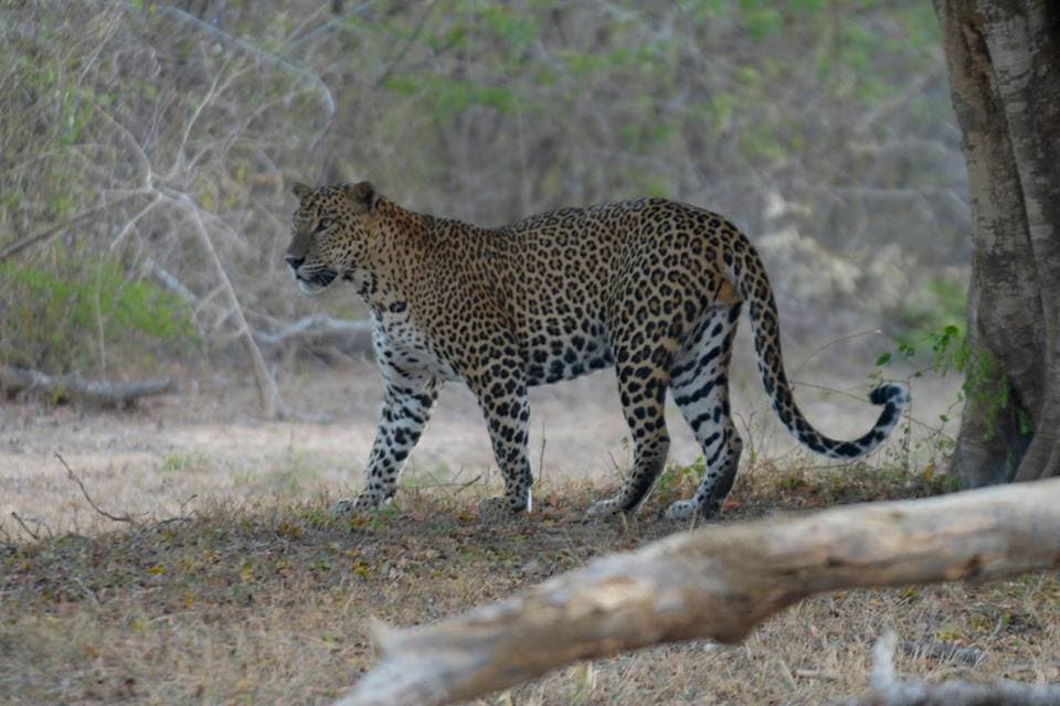 Wild Sri Lanka Expedition – An Ultimate Wildlife & Nature Adventure — photo 5