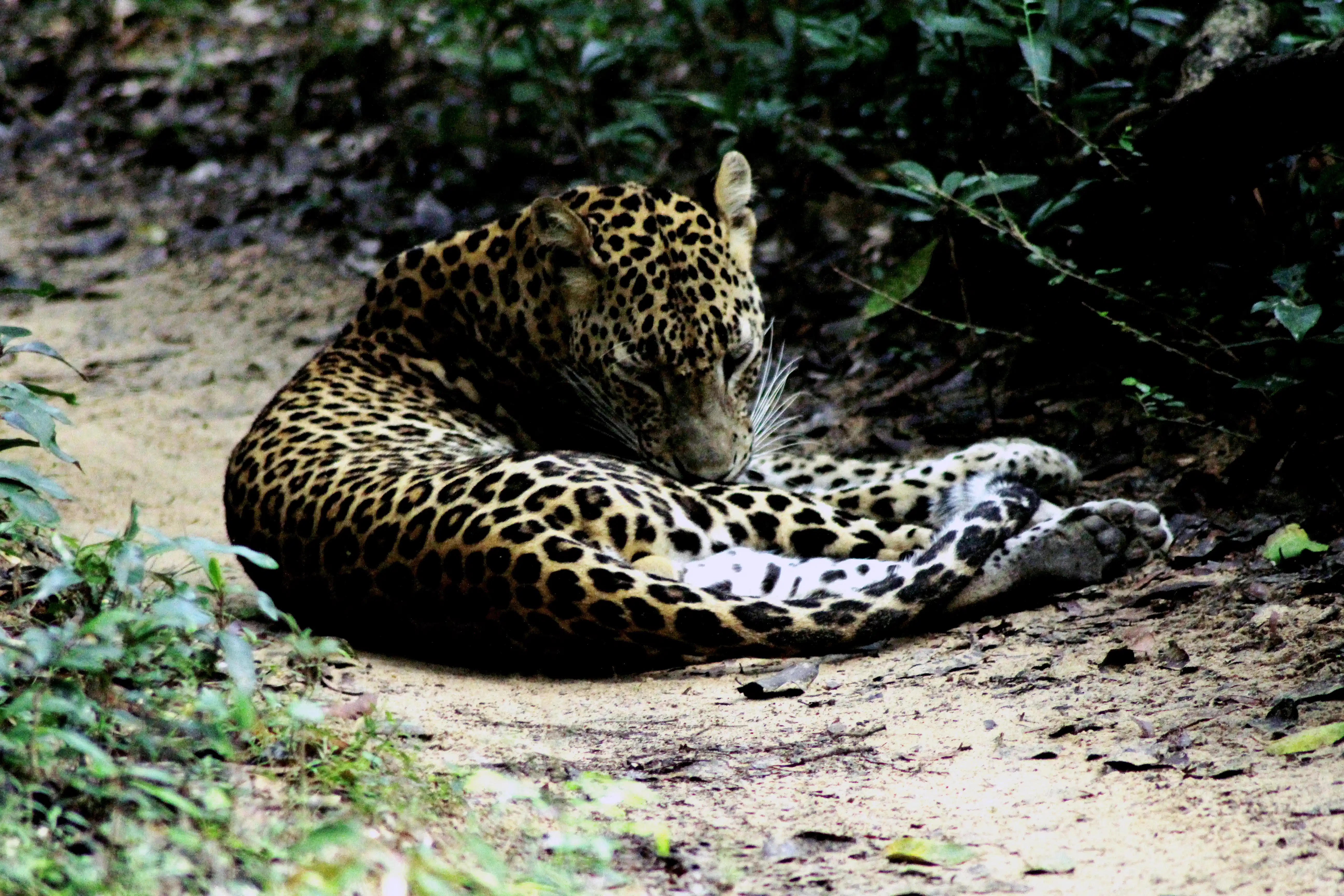 Wild Sri Lanka Expedition